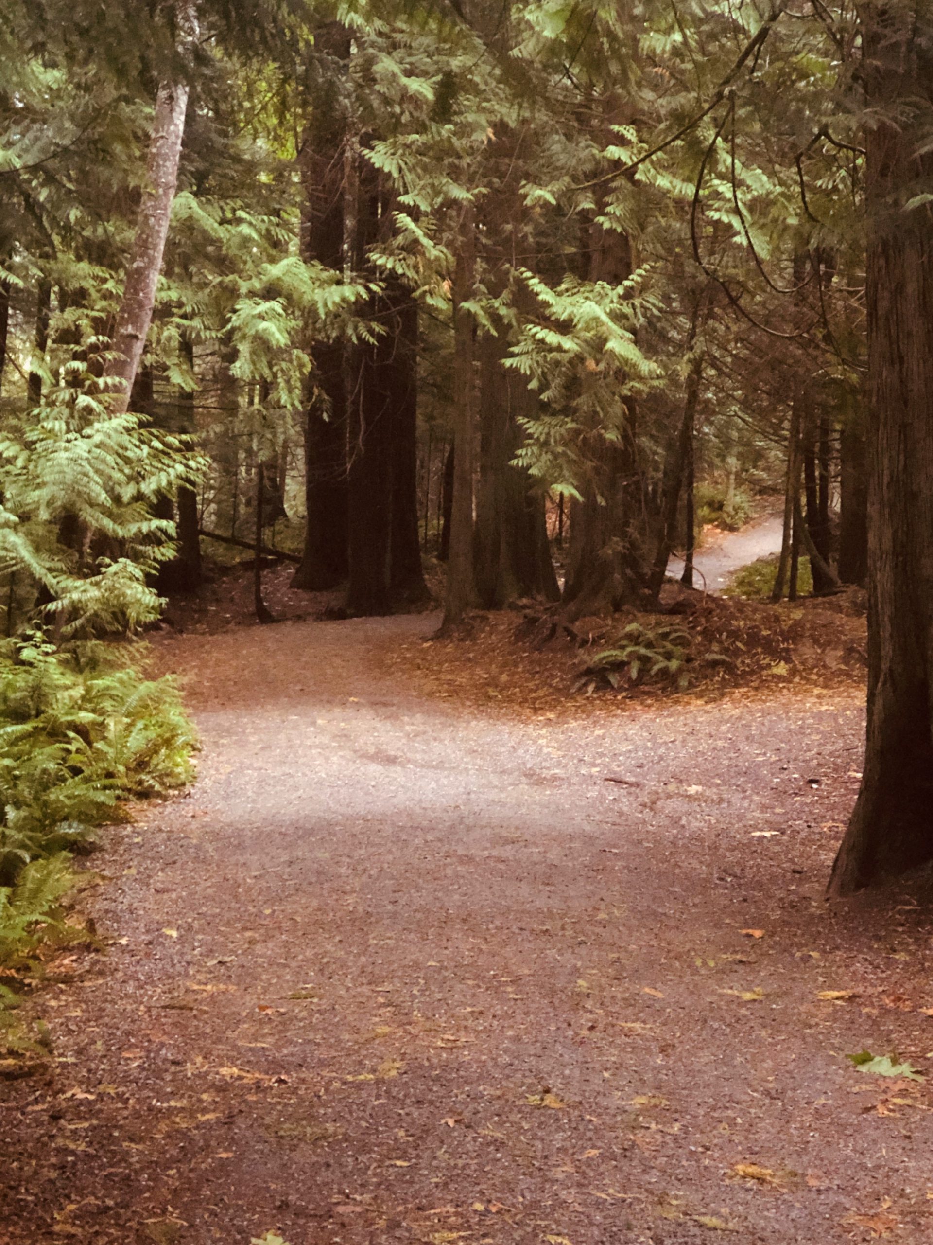 Lake Padden Trail on a dreary day despite hot home market…